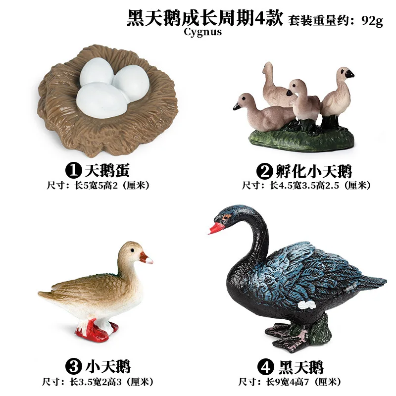 

Черный лебедь, цикл роста, набор, твердый АБС-пластик, имитация животного, модель яйца, образовательный Рождественский подарок для детей