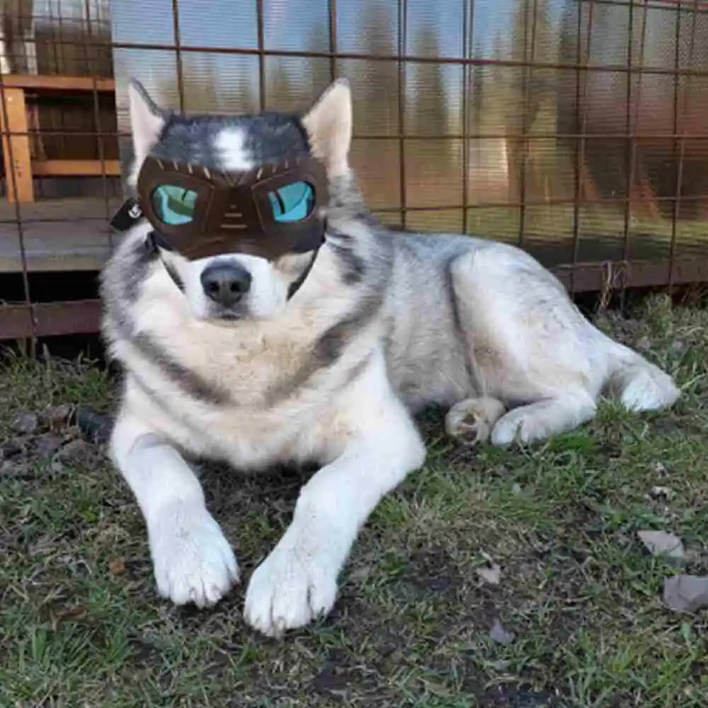 Складные регулируемые солнцезащитные очки для домашних животных ветрозащитные