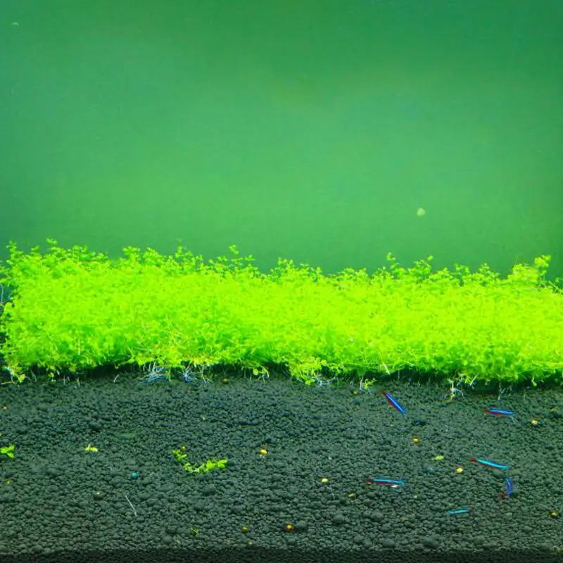 

Aquarium Plant Aquatic Water Grass Decoration as Garden Fish Tank Foreground Plant