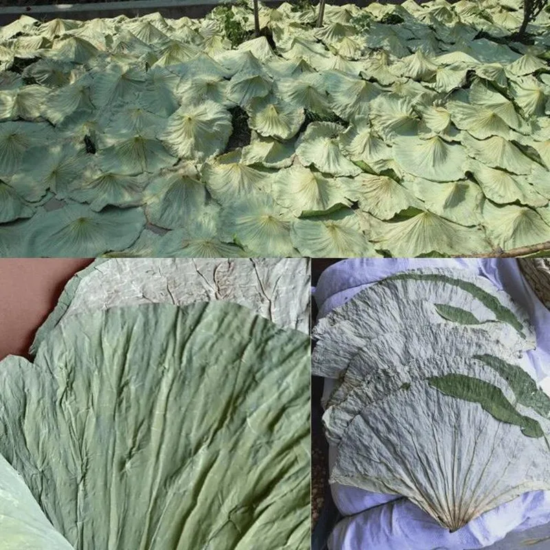 

15pcs/30pcs Dried Lotus Leaves Leaf Whole sheet Asian Rice Food Wrapping Chinese Cooking