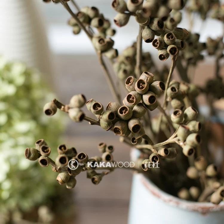 

Northern European Ins Natural Dried Flower Dried Fruit Eucalyptus Window Soft Match Display Net Red Peashooter Yangguo