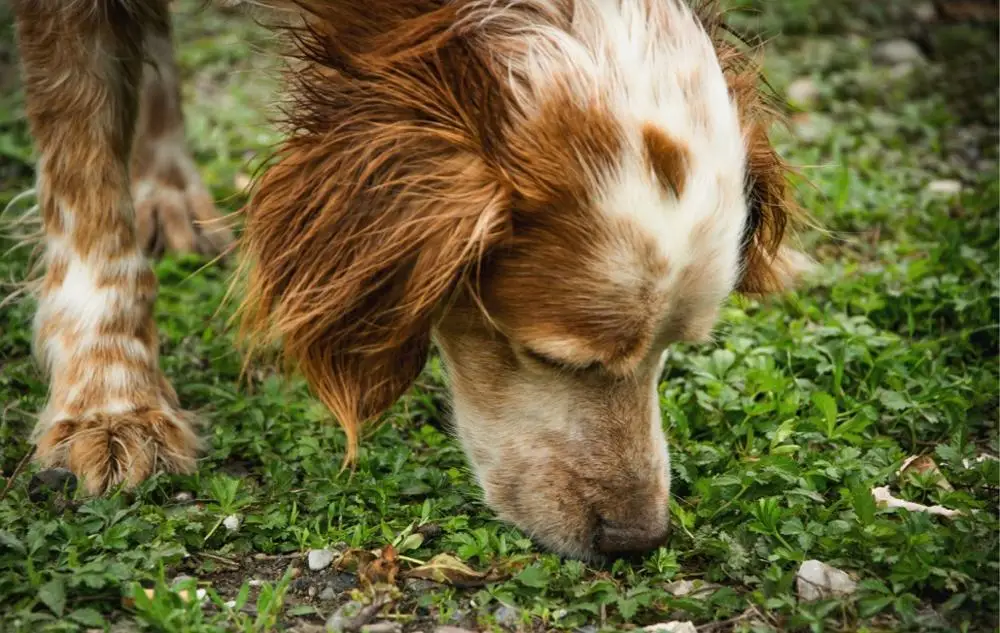 Корейский завтрак овощей собака плюшевая игрушка еда с забавными звуковыми