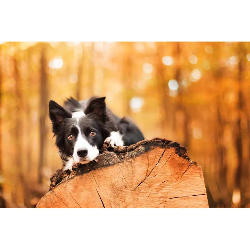 

Canvas Poster Custom Border Collie Cute Dog Animal Canvas Fabric Painting Poster Home Decor Cloth Fabric Wall Art Poster 30x45cm