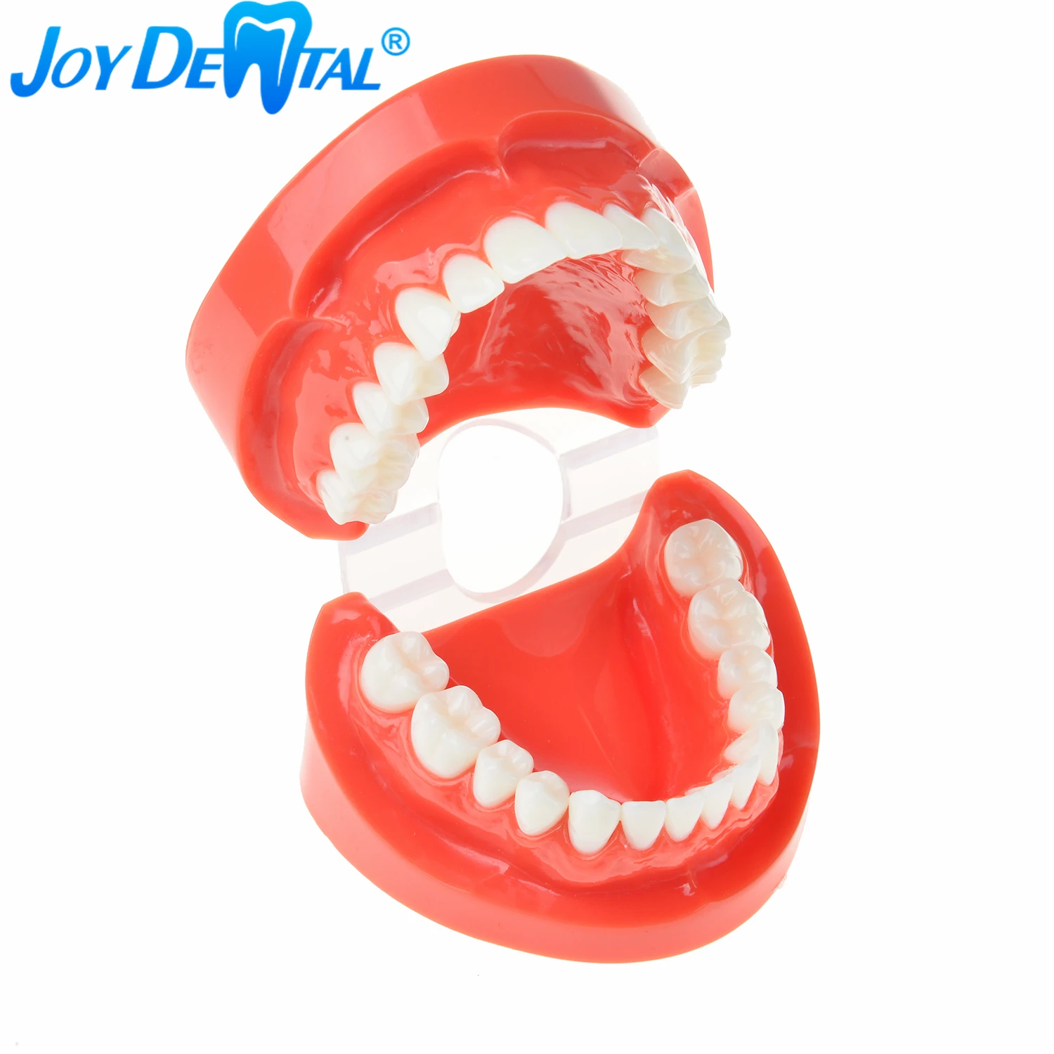 Зубы для обучения стоматологии зубы взрослых стандартная модель зубов