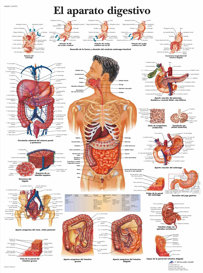 Английская версия человеческого скелета части анализа постер офис спрей