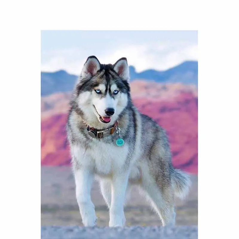 Набор для алмазной вышивки сделай сам картина из квадратных и круглых страз