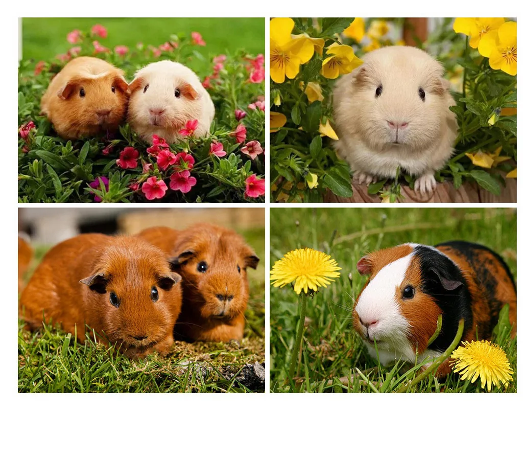 

5D DIY Diamond Painting Guinea Pig Handmade Gift Diamond Embroidery Animal Rhinestone Art Home Decorations