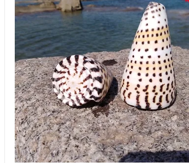 Натуральные раковины черная кукуруза улитка аквариумное украшение buzios do mar