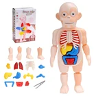 Детский 3D пазл Монтессори, модель анатомии человеческого тела, обучающий орган, сборная игрушка, обучающий инструмент для тела для детей