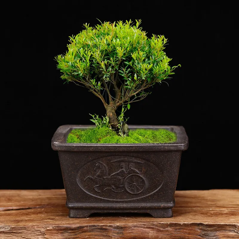 Изысканный Фиолетовый песок цветочные горшки для висячих квадратной и