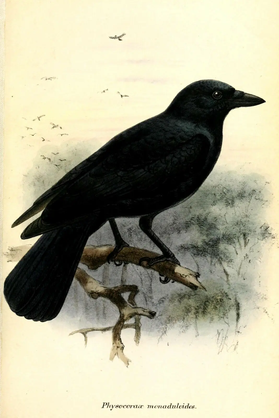 

Vintage New Caledonian Crow Picture Art Silk Poster Print 24x36inch