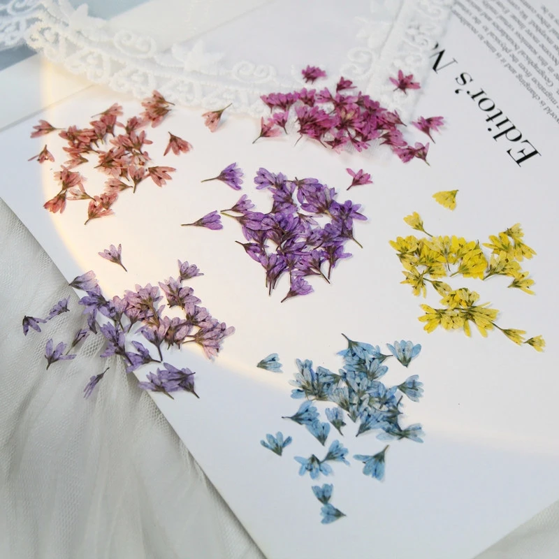 

120pcs Pressed Dried Chloris virgata Sw Flower Plant Herbarium For Nail Art Jewelry Bookmark Phone Case Invitation Card DIY