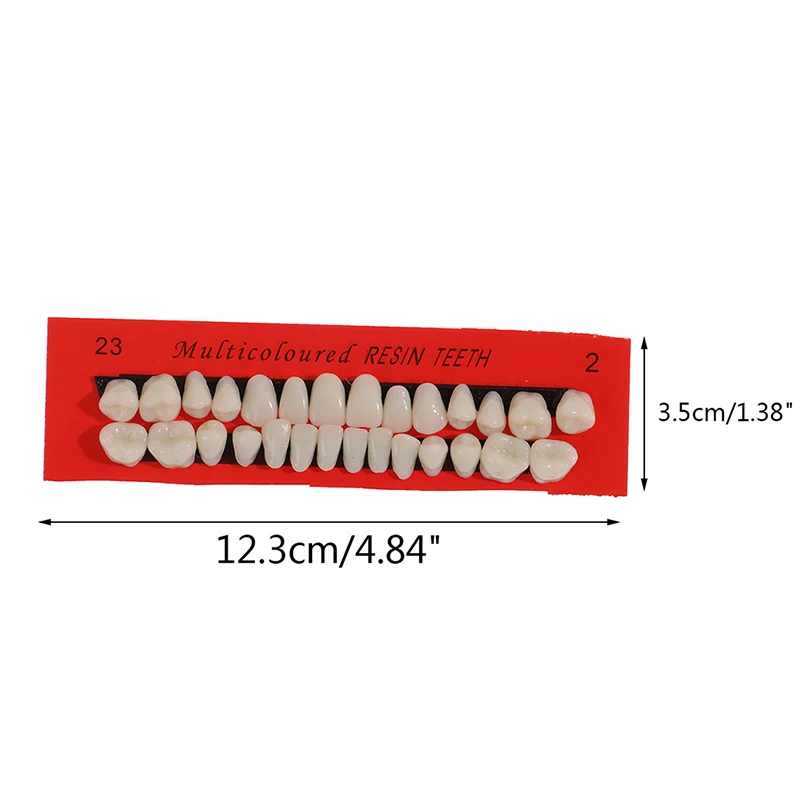 

28Pcs/Set Universal Resi False Teeth Resin Teeth Model Durable Dentures Dental Material Teeth Teaching Model Dedicated Teeth