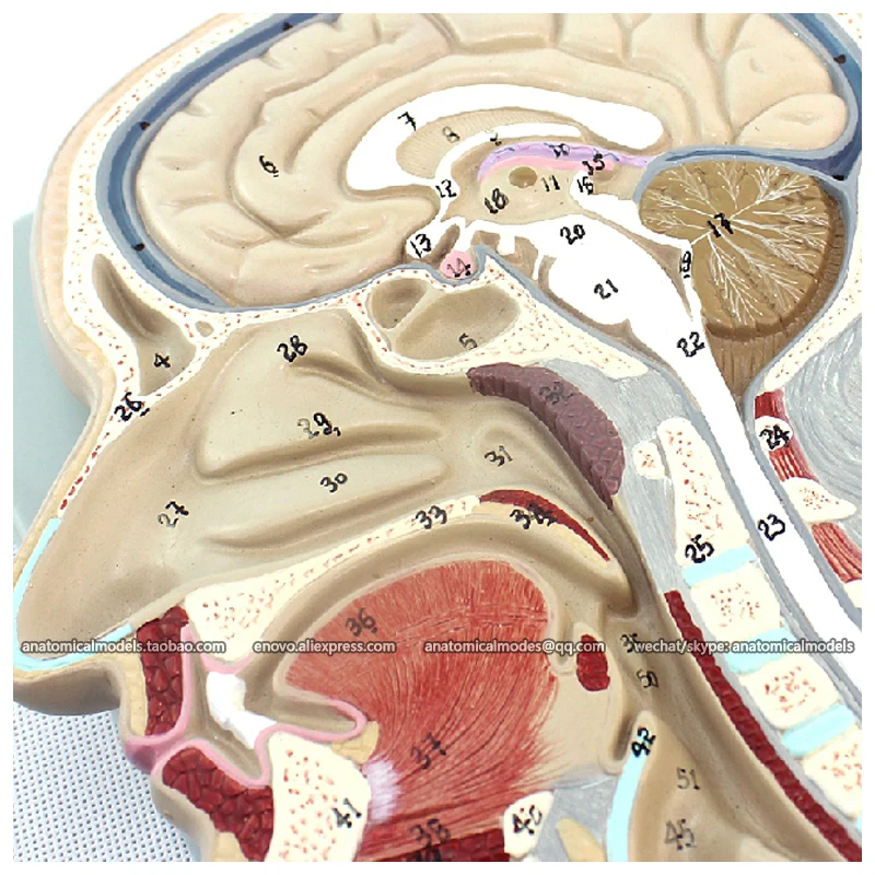CMAM BRAIN02 Расширенный Мозга Разделе Модели 53 Позиций Отображаются Модель Мозга|brain
