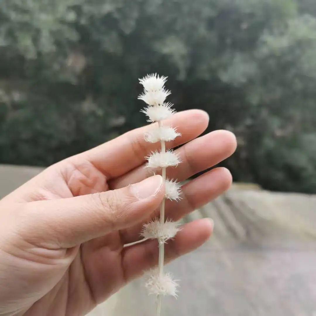 

30g/30-40cm,Natural Dried Motherwort flowers Bouquet,Display arrange flowers for Wedding Home Party Decoration accessories