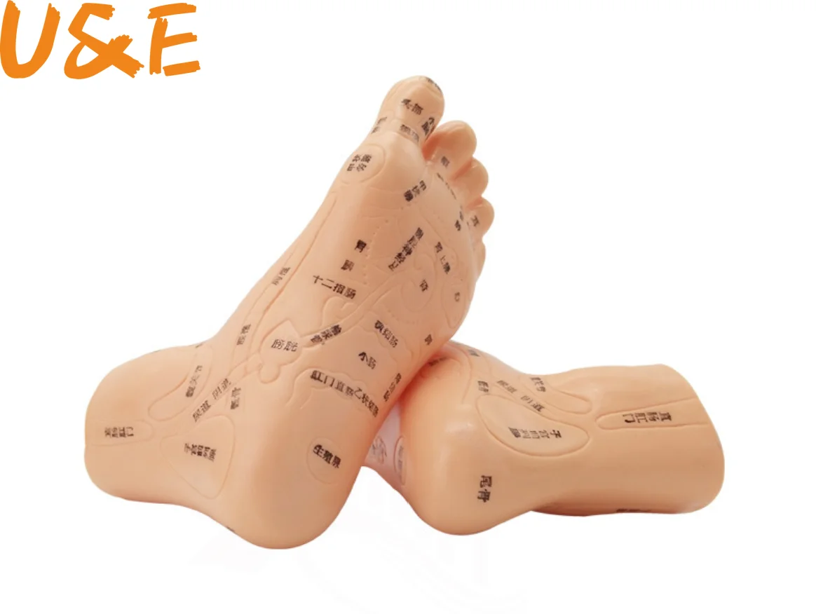 

19cm Foot Reflex Zone Massage Model, Not Acupuncture Model, Foot Massage Model Chinese Language Feet Reflexology,1 Pair Medical