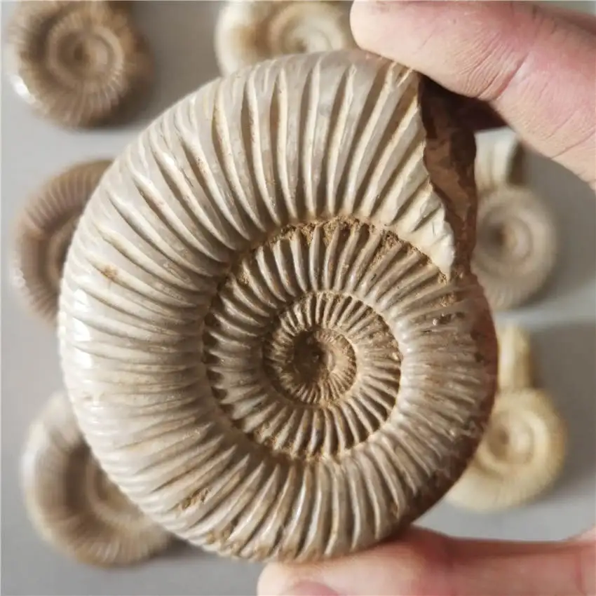 Натуральные Большие DOUVILLEICERAS аммонит FOSSIL раковины \ 150-200 г