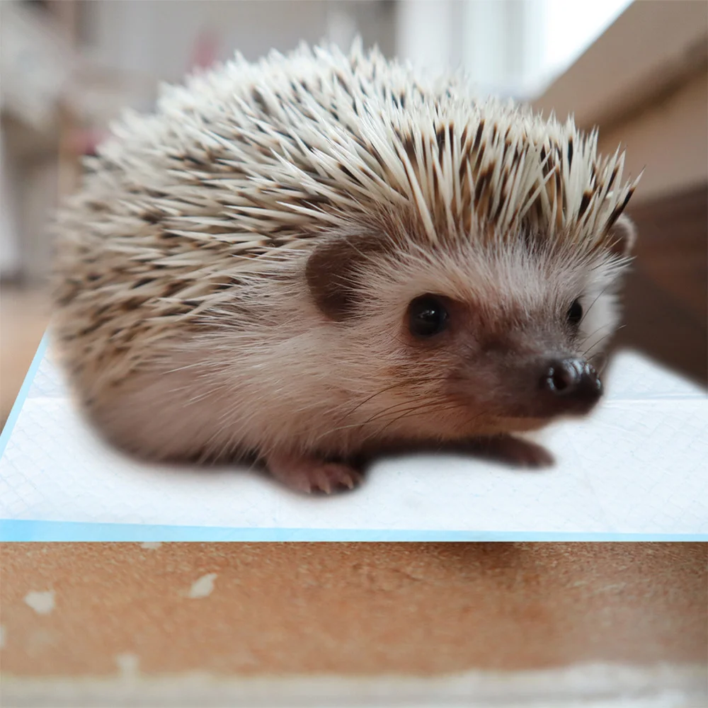 

100 Sheets of Useful Pet Pee Pads Quick Absorbent Pee Mats Practical Pet Diapers