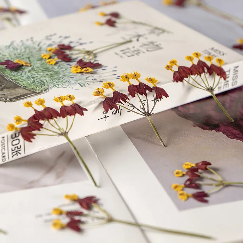 

60pcs Pressed Dried Flower Dancing Codariocalyx Herbarium For Epoxy Jewelry Bookmark Phone Case Makeup Nail Art Craft DIY