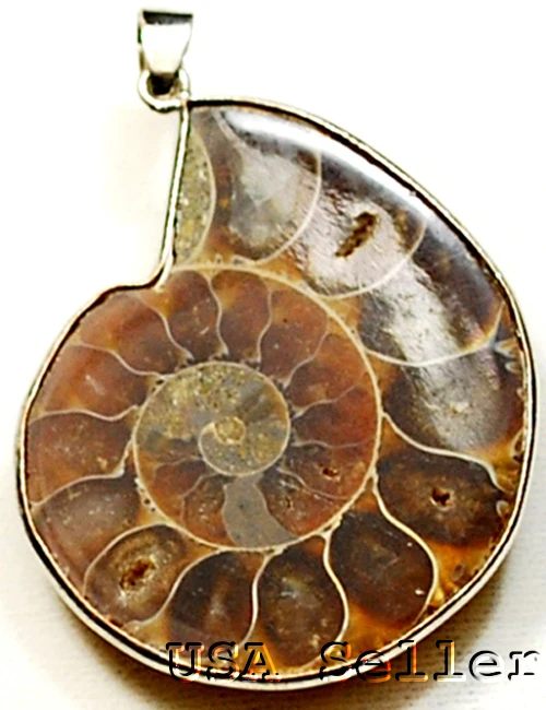 Натуральный камень окаменелости аммония морская раковина морские улитки