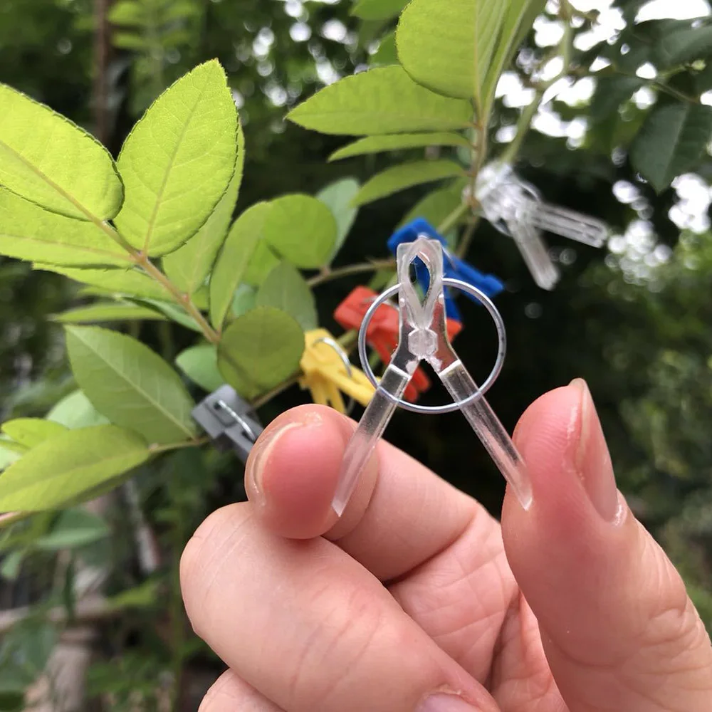 Lychee 100 шт садовый растительный цветок томатная лоза кусты растения прочные