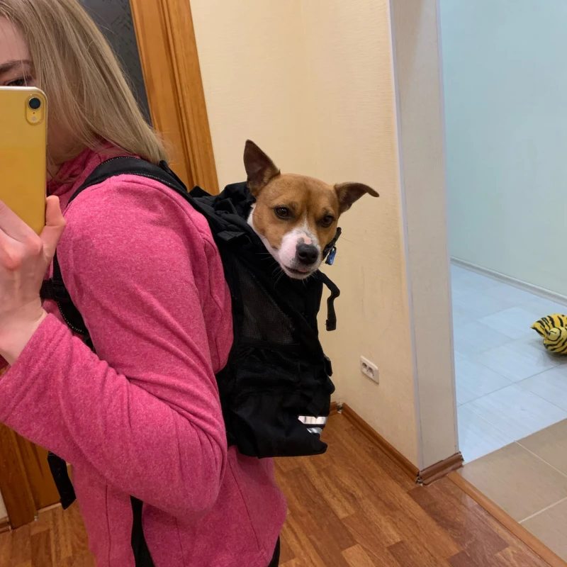 Внешняя фотография для маленьких и средних собак фотоотражающие дорожные сумки