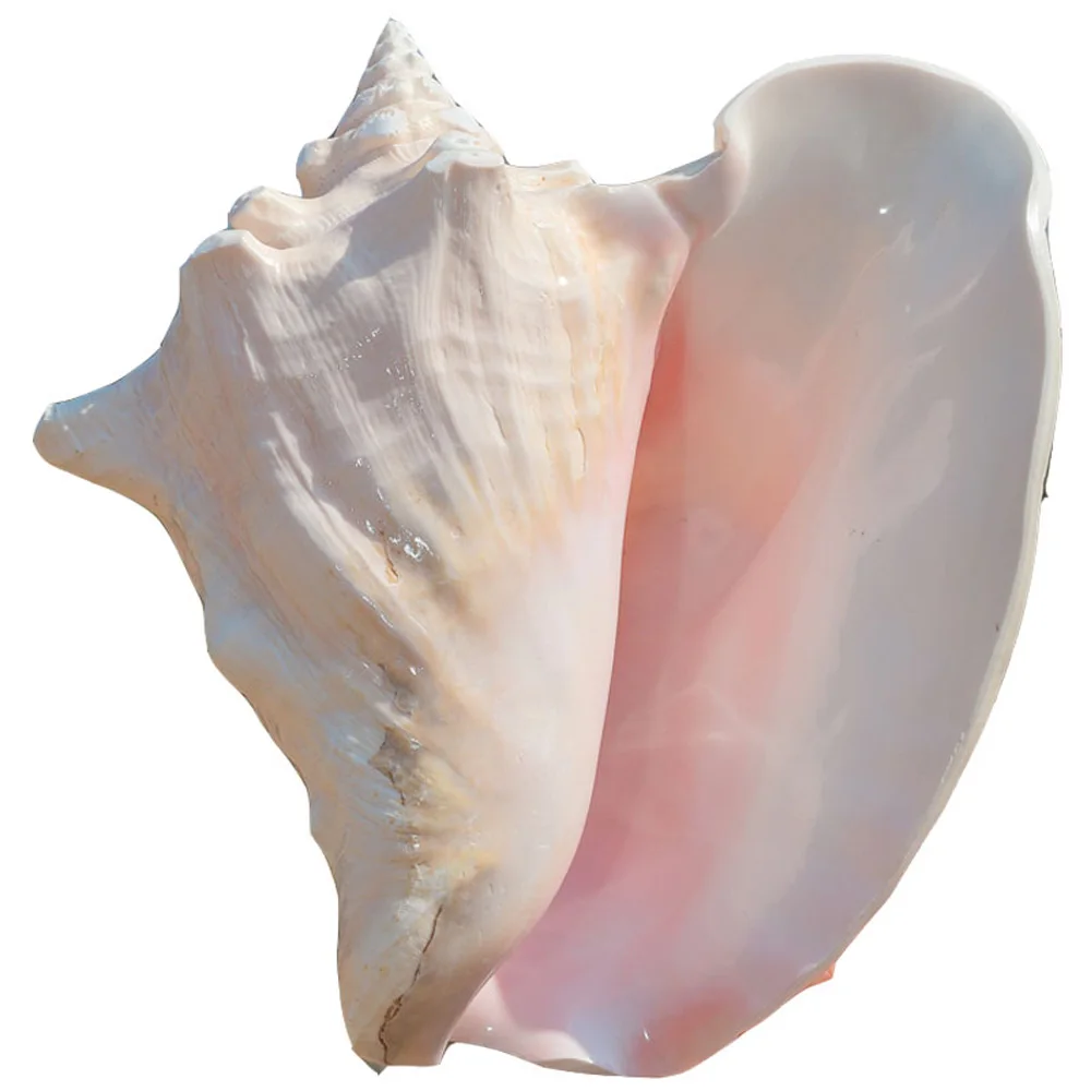 1 шт. раковина морская и королевы для украшения дома или подарка