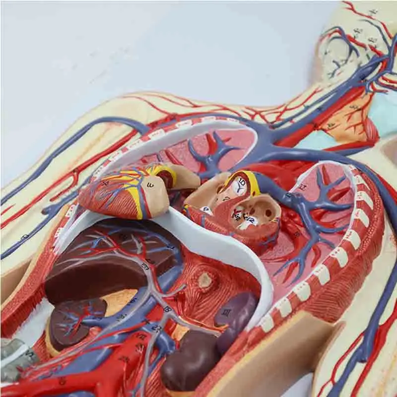 Модель системы кровообращения человека: системная легочная сердечная артерия и вена.