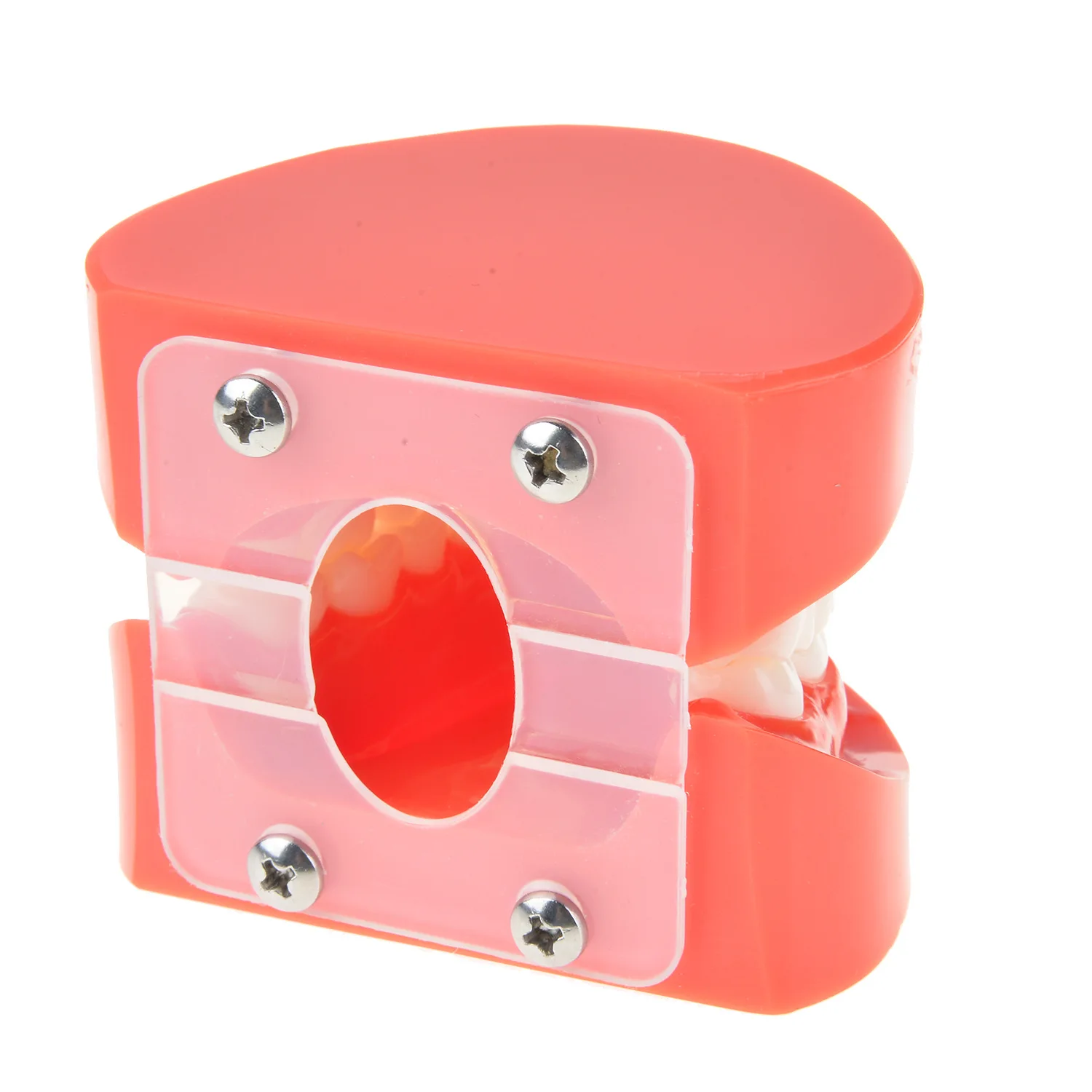 Медицинский стоматологический протез модель зубных протезов стандартная