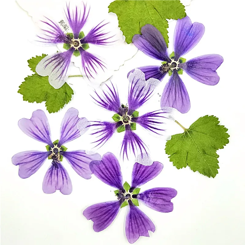 

Hollyhock Pressed Flower Arrangement For Epoxy Material Decoration Free Shipment 120Pcs