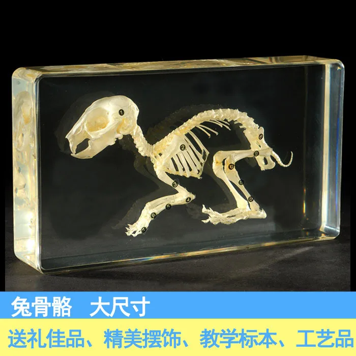 Встраивания искусственный янтарь животный образец Начальная школа Средняя