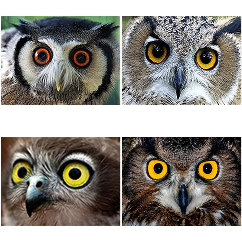 

DIY 5D Diamond Painting Cartoon Cross Stitch Full Round Resin Rhinestone Mosaic Owl Animal Diamond Embroidery Handmade Gift Home