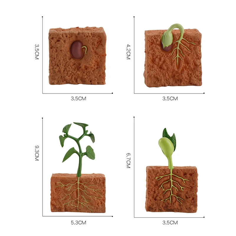 

4pcs Simulation Life Cycle of A Green Bean Plant Growth Cycle Model Action Figures Collection Children Science Educational Toys