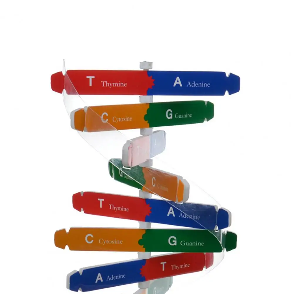 

DNA Models Double Helix Structure Teaching Toy ABS Double Helix DIY Human Genes Biological Science Learning Tools Children Gift