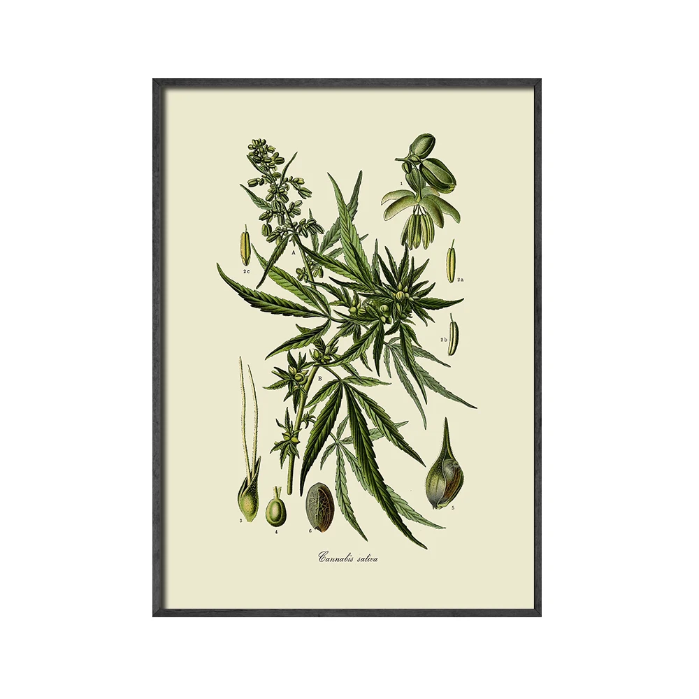 Винтажные ботанические плакаты HD принты Картина на холсте кухонные картины