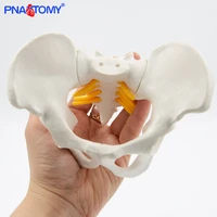 mini female anatomical pelvis model skeleton anatomy pelvic s teaching resources educational model props