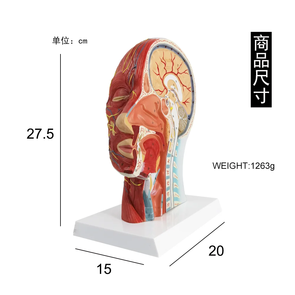 Новинка 1:1 анатомическая полуголова человека анатомия лица медицинский головной