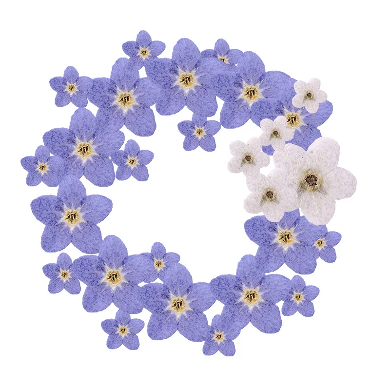

120pcs Pressed Dried Myosotis Sylvatica Forgetmenot Flower For Nail Art Make Up Jewelry Bookmark Phone Case Invitation Card DIY