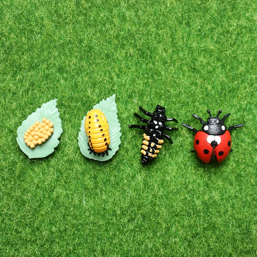 

Simulation Animals Growth Cycle Ladybug Life Loop Figurine Plastic Models Action Insect Figures Educational Toy For Children