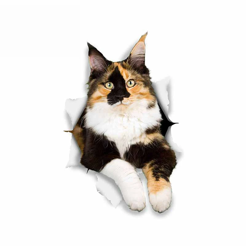 

Dawasaru for Torn Cat Car Sticker Decoration Waterproof Decal Laptop Suitcase Truck Motorcycle Auto Accessories PVC,13cm*8cm
