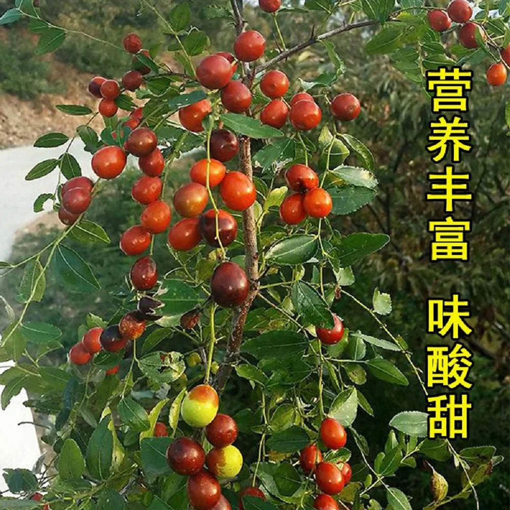 

100pc Delaying Senescence Chinese Date Rich In Vitamin Jujube Seeds For Planting