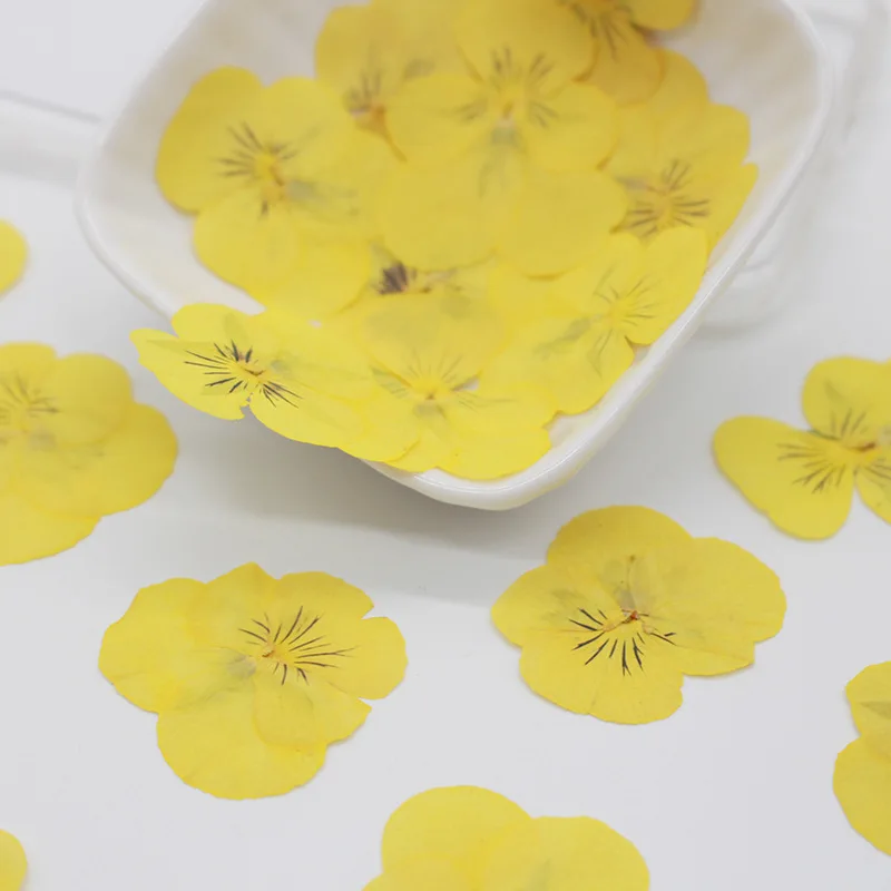 60 шт. прессованный высушенный Pansy Corydalis Suaveolens цветок растения гербарий для
