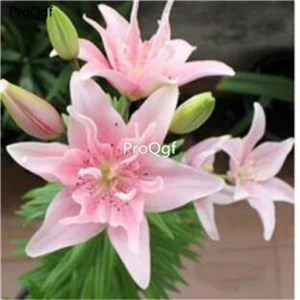 Светло-желтый Ngryise 20 шт набор Lilium brownii Lily - Цвет: Светло-желтый