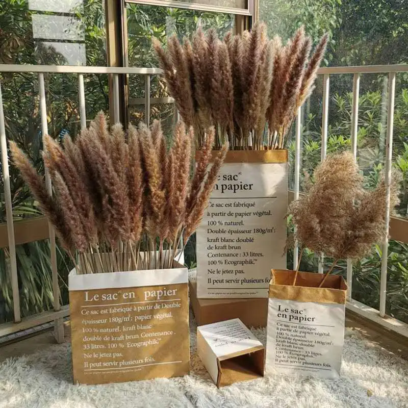 

New Natural 30pcs Dekoration Small Reed Phrmitages Dried Pampas Grass Dry Flowers Phragmites Decoration Communis Bunch Wedding