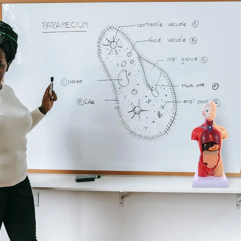 

Human Torso Body Model Anatomy Anatomical Internal Organs for Teaching Use