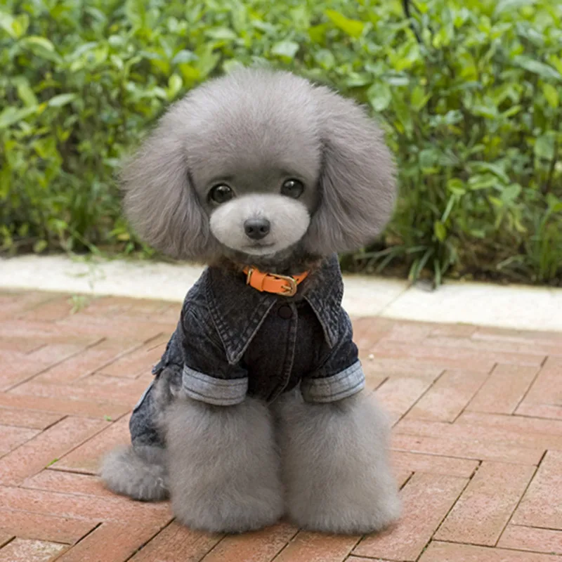 Новейший дизайн теплые джинсы для собак одежда домашних животных на весну и
