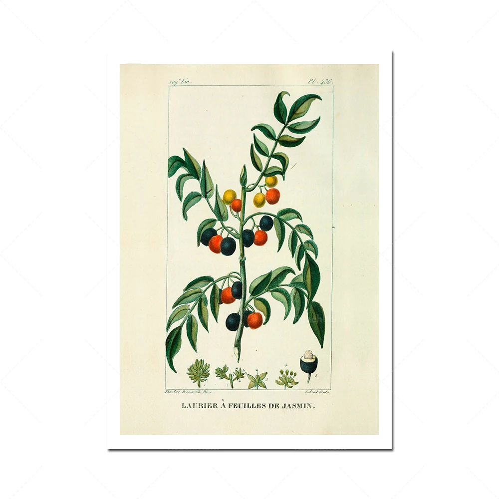 Винтажное французское настенное искусство фрукты и овощи иллюстрации