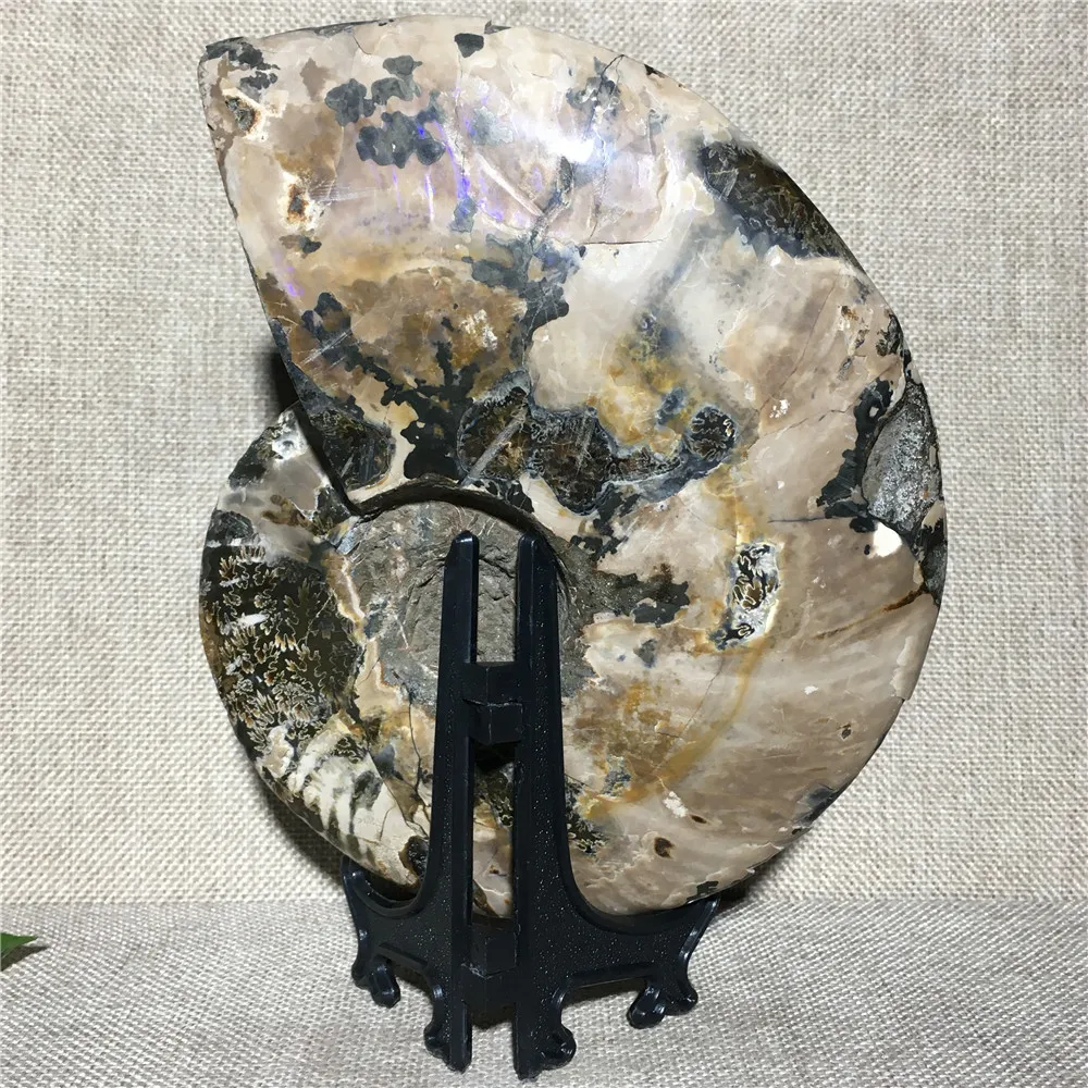 

Natural Conch Fossil Quartz Crystal Collection Gift Home Furnishing Articles Reiki Healing Mineral Samples Geode