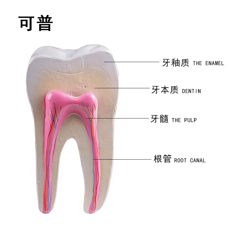 

Human anatomy Molar enlargement model Healthy large tooth structure Oral dental teaching mold decoration