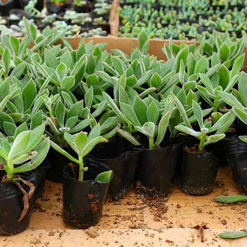 

Planting Plastic Box Garden Planting Bags in Gardening Supplies, Seedling Pots and Seedling Pots 26X21cm 100 Pcs